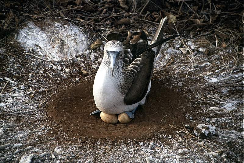 Blaufusstoelpel 1 - Galapagos